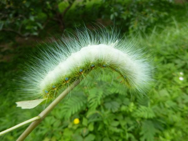 閲覧注意 クスサンの幼虫 はみ男の日記 仮