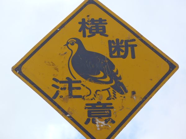 ライチョウの砂浴び はみ男の日記 仮