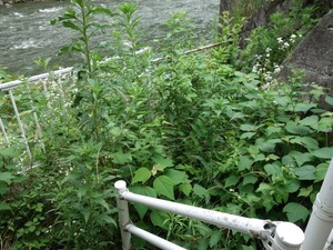 s_DSC00446