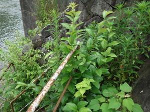 s_DSC00447