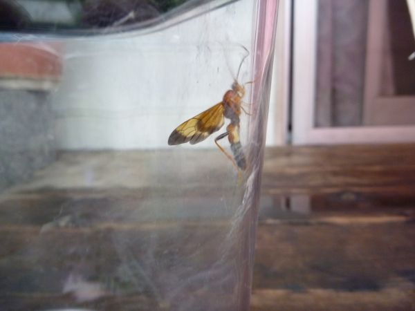 ナミアゲハ蛹 アゲハヒメバチに寄生される はみ男の日記 仮