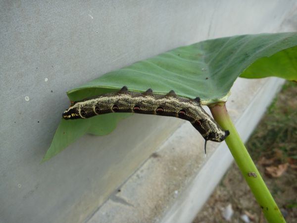 イッポンセスジスズメの幼虫 はみ男の日記 仮