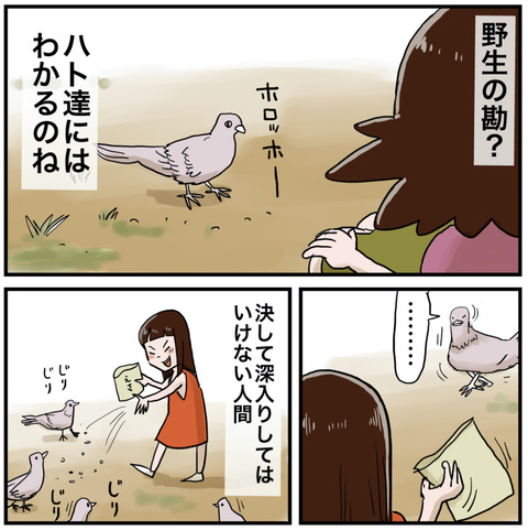 ハト１