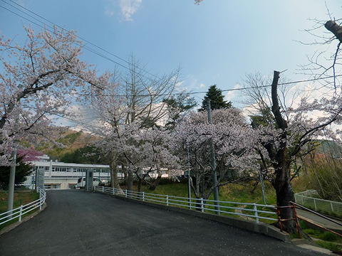 女川第一小学校の桜3