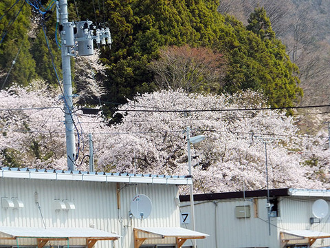 女川第一小学校の桜4