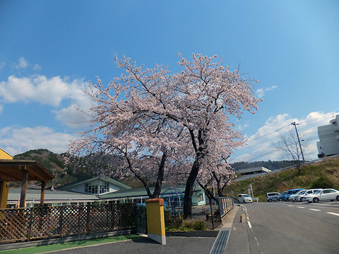 女川第四保育所の桜2