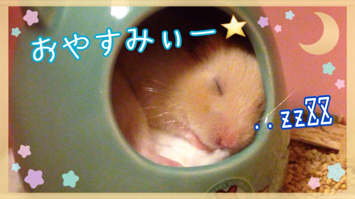 ハムスターはいつでも食事のことを考える ハムスターの習性 キンクマハムスターのなつく飼い方 育て方 飼育ブログ ハムスターはいつでも食事のことを考える ハムスターの習性 キンクマハムスターのなつく飼い方 育て方 飼育ブログ
