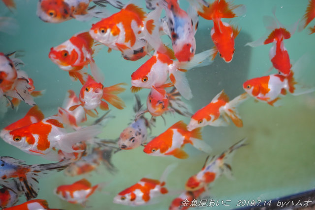 金魚屋あいこ さん 19 7 14 ハムオのパキポディウム実生日記