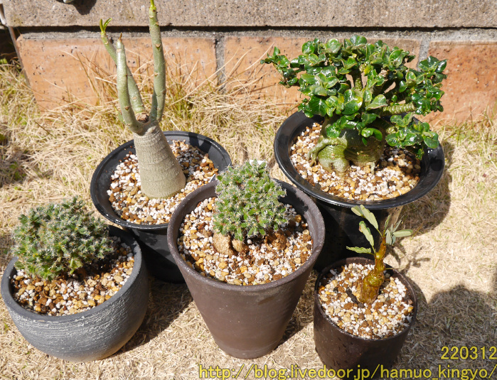 春の植え替え 第一弾 アデニウム トリコディアデマ センナ ハムオのパキポディウム実生日記