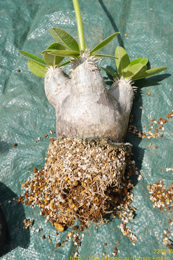 2年待てずに植え替えちゃった...(現地球エブレネウム 2年待てずに植え替えちゃった...(現地球エブレネウム