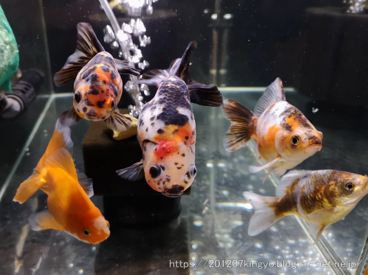 現在のお気に入り金魚 ハムオのパキポディウム実生日記 現在のお気に入り金魚 ハムオのパキポディウム実生日記