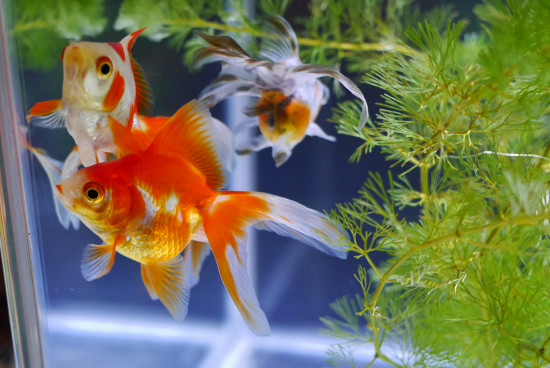 食後の浮きが劇的改善 ハムオのパキポディウム実生日記 食後の浮きが劇的改善 ハムオのパキポディウム実生日記