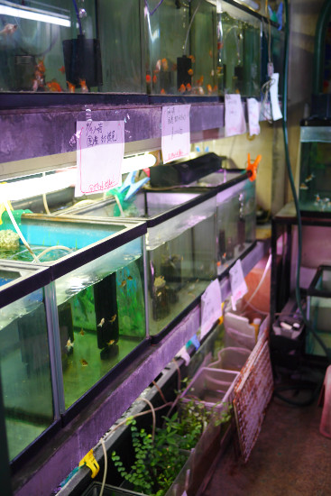 金魚屋よこいち さん 再訪 ハムオのパキポディウム実生日記 金魚屋よこいち さん 再訪 ハムオのパキポディウム実生日記