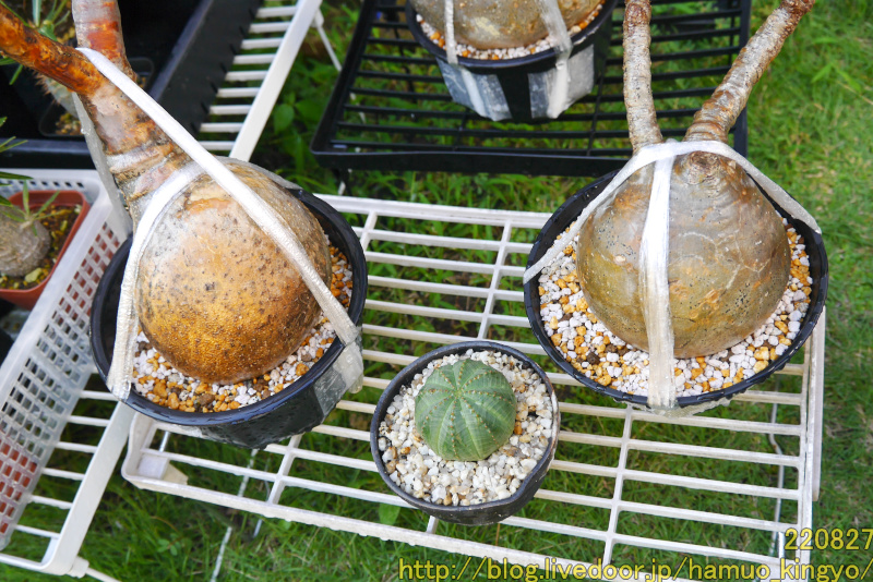 パキポディウム　グラキリス　発根管理中 値下げ中 グラキリス 発根管理中 パキポディウム・グラキリス】発根