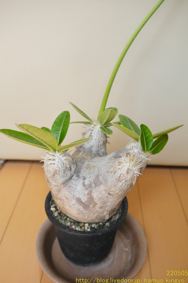 厳選株】パキポディウムグラキリス/現地球 塊根植物13 じみ 厳選株】パキポディウムグラキリス/現地球 塊根植物13 じみ