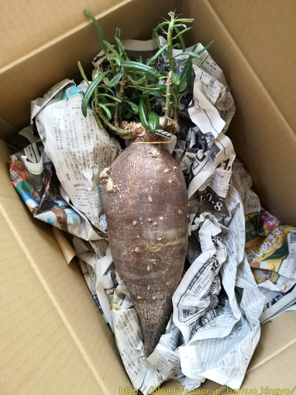 パキポディウム サキュレンタム グリクエンセ　大株美株　高さ53cm 抜き苗 パキポディウム サキュレンタム グリクエンセ 大株美株 高さ53cm