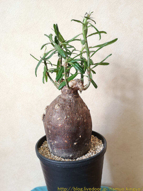 パキポディウム・サキュレンタム（大株）を購入！ : ハムオの