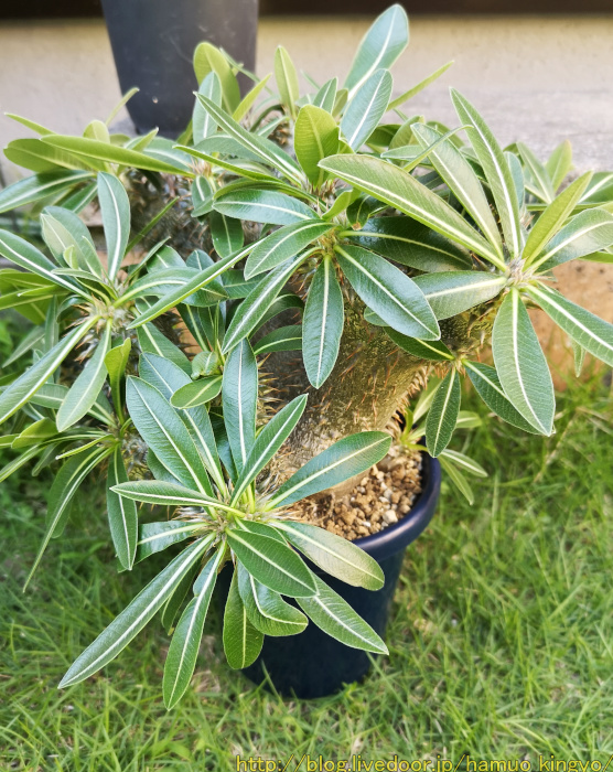 パキポディウム 恵比寿大黒 実生 5年生 デンシカウレ