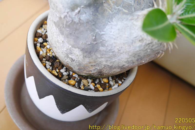 2年待てずに植え替えちゃった．．．（現地球エブレネウム） : ハムオの