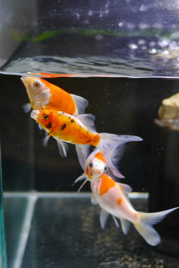 脂肪分の多い餌は長物でも ハムオの金魚 パキポ日記 脂肪分の多い餌は長物でも ハムオの金魚 パキポ日記