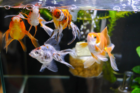 荒療治で 食後の浮き 改善傾向 ハムオのパキポディウム実生日記