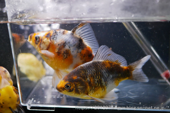 新入り金魚は 志村養魚場産変わり金魚 ハムオの金魚 パキポ日記 新入り金魚は 志村養魚場産変わり金魚 ハムオの金魚 パキポ日記