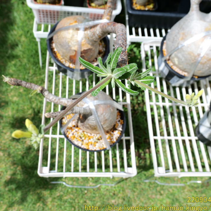 グラキリス 芽吹き株 発根管理中 ［ YGB70 ］7/1輸入 現地株