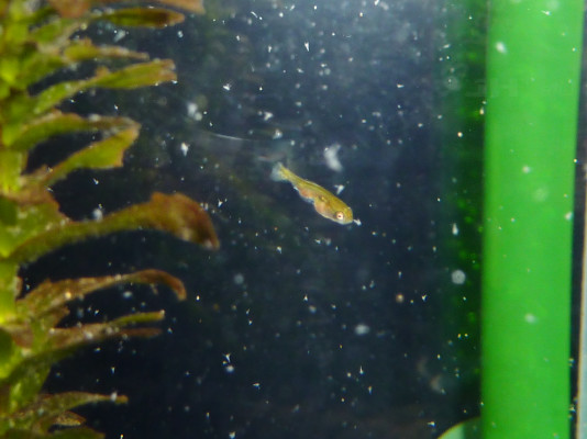 孵化後約２週間の稚魚の様子 ハムオのパキポディウム実生日記