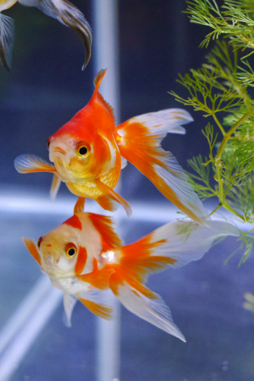 食後の浮きが劇的改善 ハムオの金魚 パキポ日記