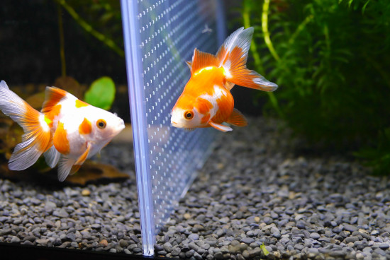 加須の琉金たち その後 ハムオのパキポディウム実生日記