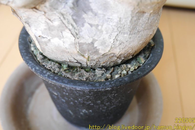 2年待てずに植え替えちゃった...(現地球エブレネウム 2年待てずに植え替えちゃった...(現地球エブレネウム