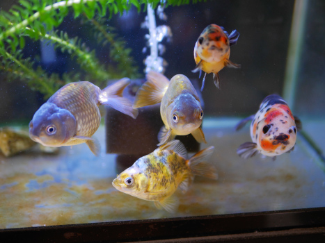 外掛けフィルター設置 ハムオの金魚 パキポ日記 外掛けフィルター設置 ハムオの金魚 パキポ日記