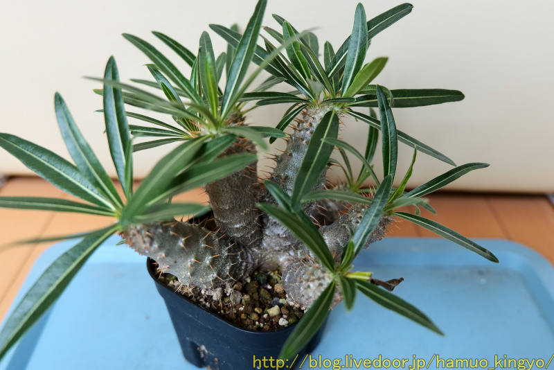 タコ？グラキリス植え替え : ハムオのパキポディウム実生日記