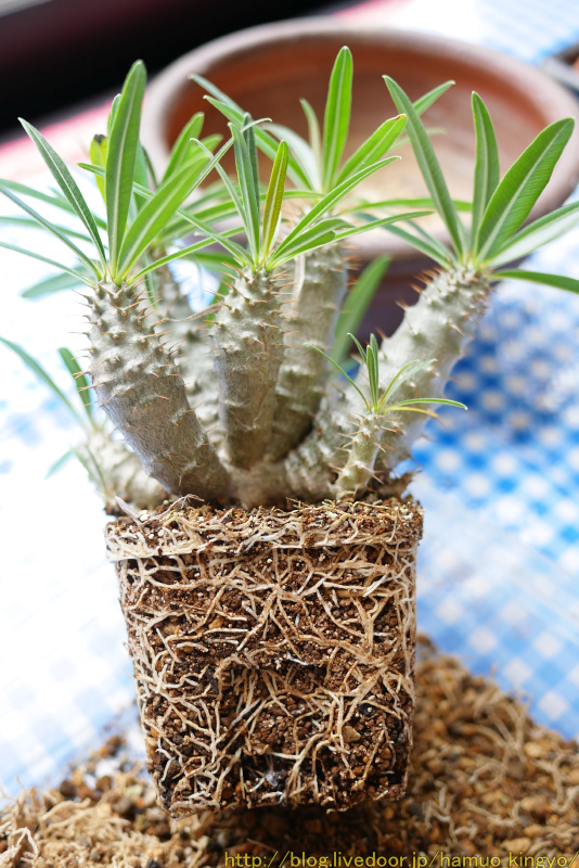 【たこ】　パキポディウム グラキリス タコ？グラキリス植え替え : ハムオのパキポディウム実生日記