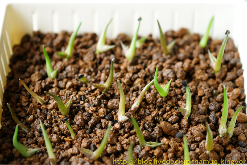 アガベ ノコギリ鋸歯がヤバいオテロイ実生の小株 アガベ・オテロイ実生