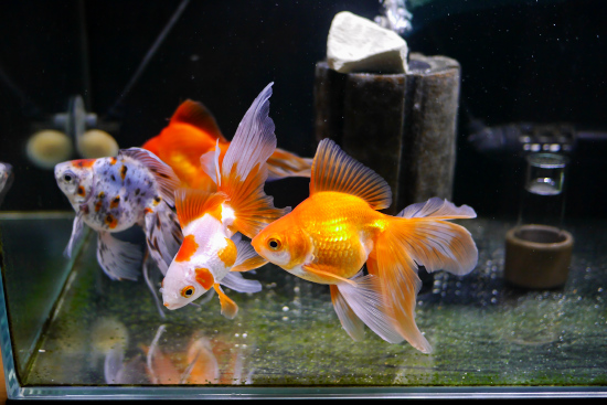 約4週間ぶりの水換え 改造スポフィル設置 ハムオの金魚 パキポ日記 約4週間ぶりの水換え 改造スポフィル設置 ハムオの金魚 パキポ日記