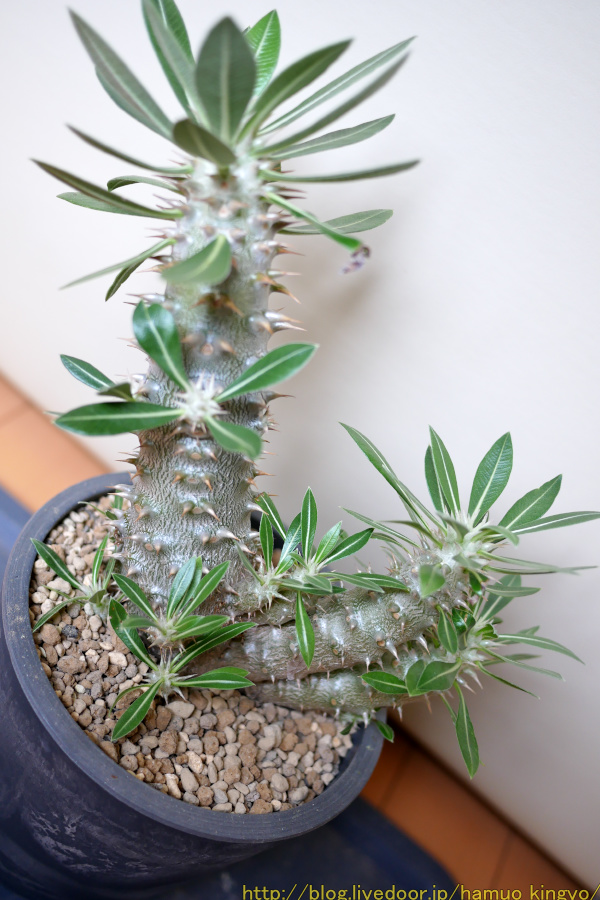 パキポディウム ブレビカリックス 現地株 多頭 ダガスカル輸入 現地株