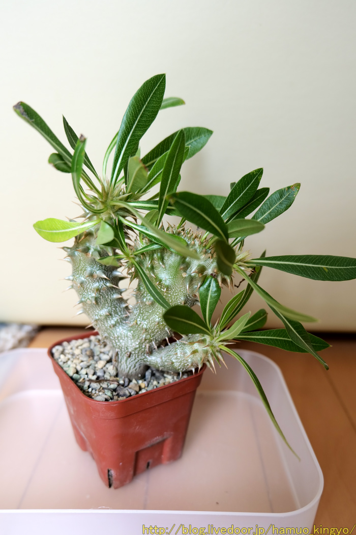 パキポディウム（実生）の綴化 : ハムオのパキポディウム実生日記