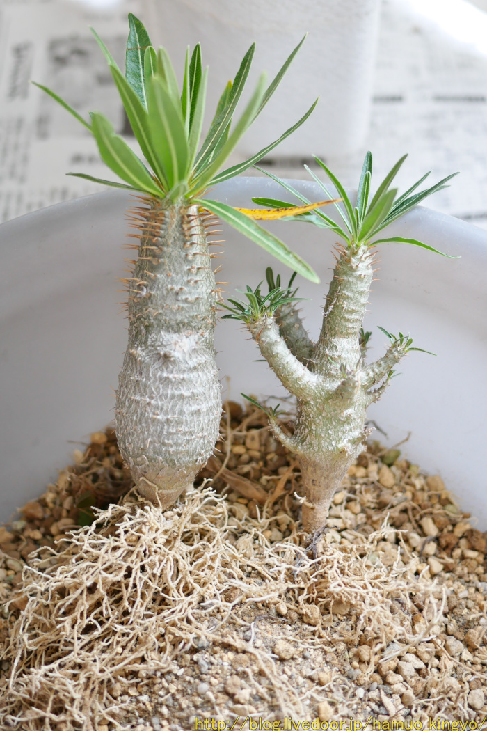 パキポディウム グラキリスを植え替える ハムオのパキポディウム実生日記