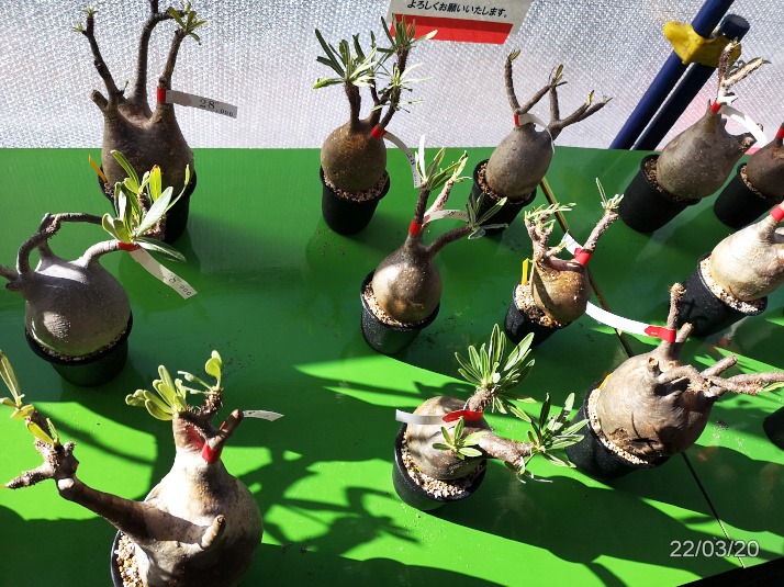 サボテンオークション日本「お客様デー」3/20（2日目）に行く