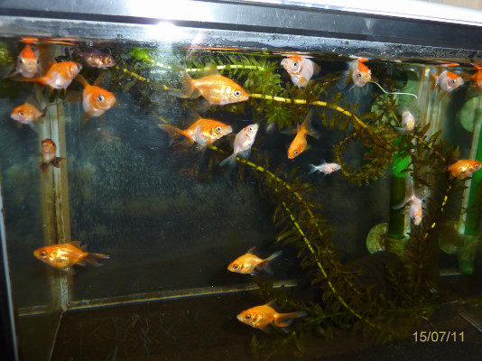 転覆病に効果があった餌 我が家の場合 ハムオの金魚 パキポ日記 転覆病に効果があった餌 我が家の場合 ハムオの金魚 パキポ日記