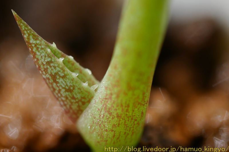 アガベ・オテロイ実生、鋸歯が目立つように : ハムオのパキポディウム