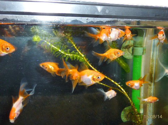 孵化後約５ヶ月が経ちました ハムオのパキポディウム実生日記