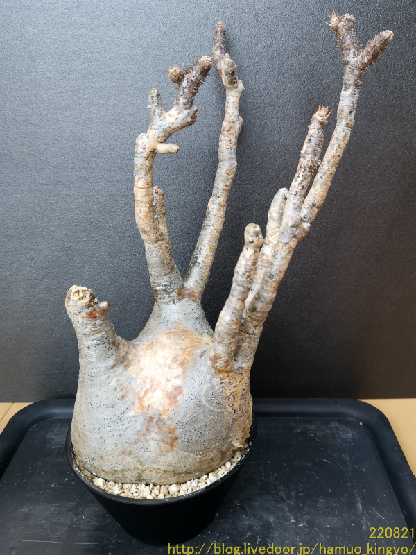 グラキリス発根管理 第4弾！ : ハムオのパキポディウム実生日記