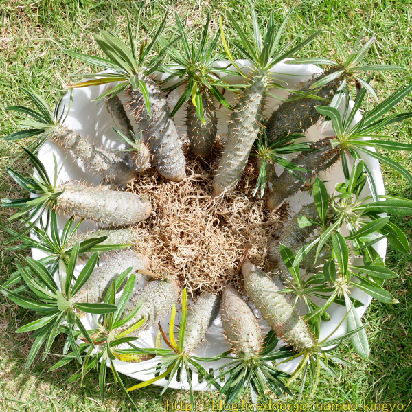 秋に大規模植え替えを敢行！（グラキリス軍団他） : ハムオの  