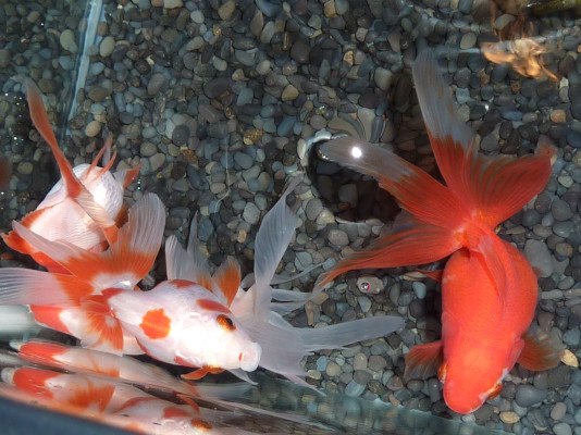 水換えの様子 ハムオの金魚 パキポ日記