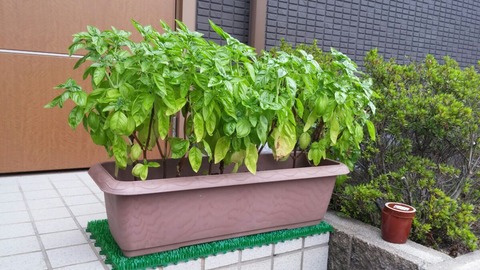 ばじる0828
