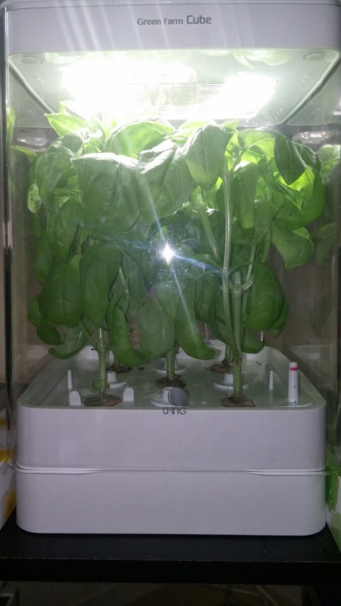 すいこうさいばい0624