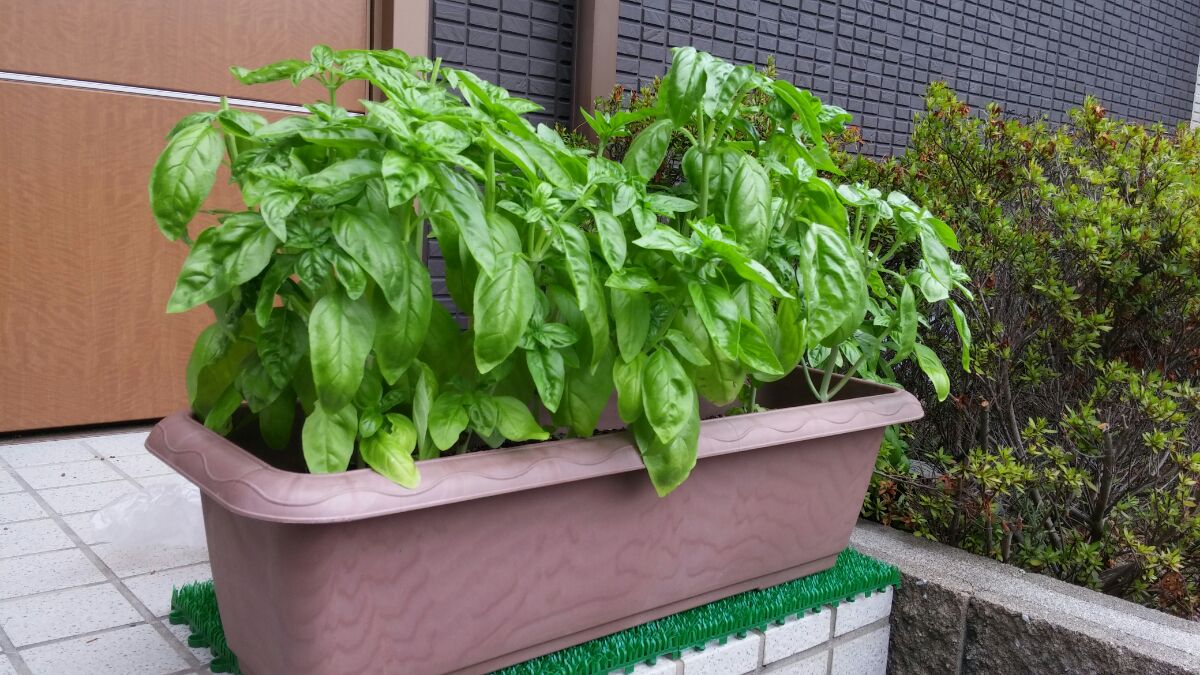 バジルの様子とクワズイモ 脱ブラック企業 ハムリスのデイトレ収支報告