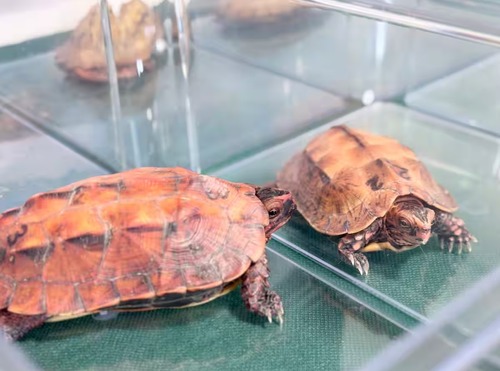 【沖縄】中国人グループ　世界自然遺産「やんばるの森」で絶滅危惧種の「リュウキュウヤマガメ」などを密猟し海外に高値販売